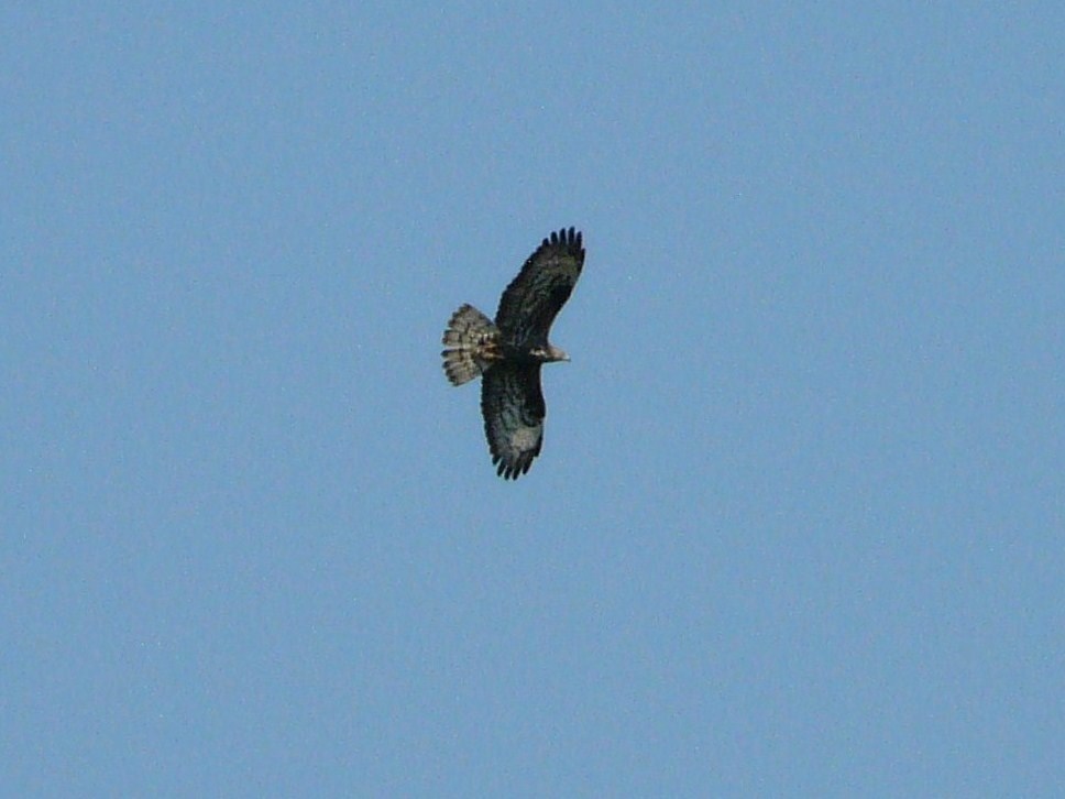 Ancora un rapace da identificare